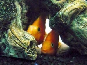 Es Malo para los Peces el Cemento Los Riesgos de Utilizarlo en el Acuario es-malo-para-los-peces-el-cemento-los-riesgos-de-utilizarlo-en-el-acuario